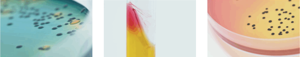 neogen-culture-media Neogen Culture Media for Microbiological Testing