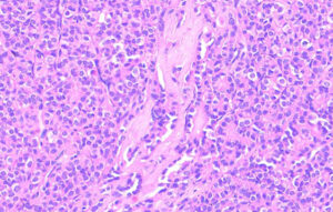 Histology & cytology