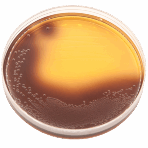 Clinical Isolation & ID
